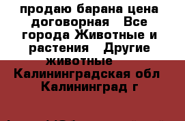 продаю барана цена договорная - Все города Животные и растения » Другие животные   . Калининградская обл.,Калининград г.